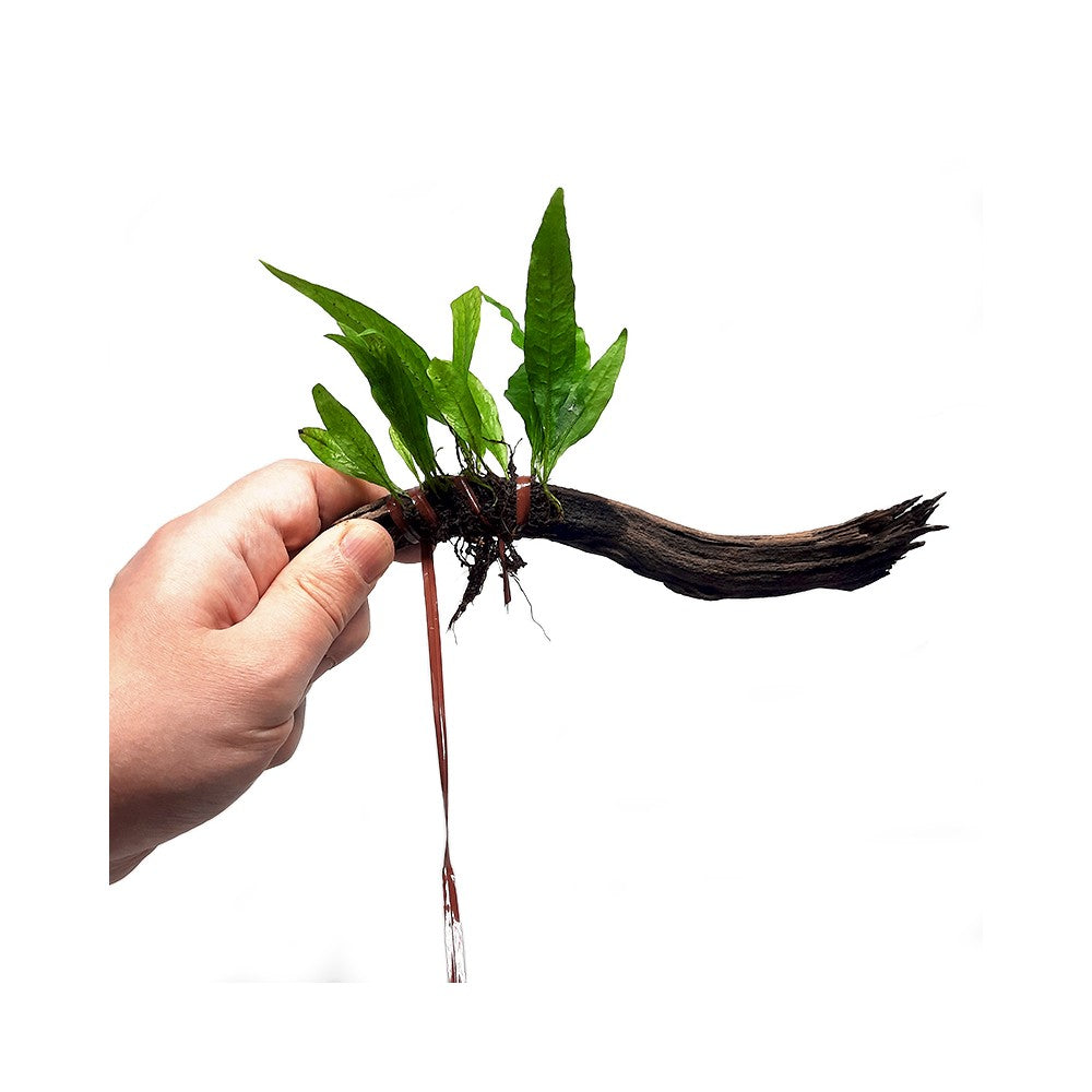 Creaqua Plantie Bitki Bağlama Teli